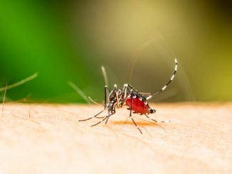 High numbers of mosquito expected in the NT